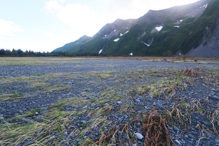 Gravel buries grass where the 7 Aug 2024 tsunami swept out of upper Pedersen Lagoon.