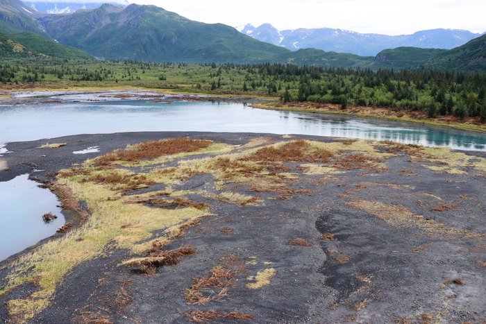 This area along the slough leading out of Pedersen Lagoon was swept by 5-10 m deep water from a tsunami.
