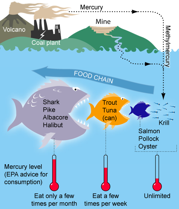 Mercury from coal fired power plants and other sources travels through the atmosphere and water. 