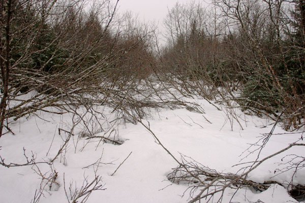 Alder and willow on an old logging road