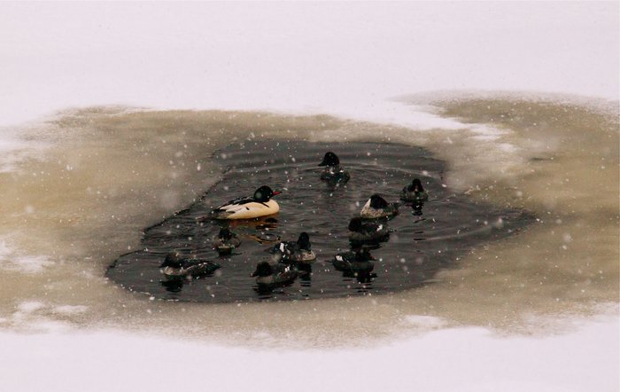 Goldeneyes and a merganser struggle to keep their hole open.  