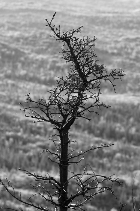 Fire seared this tree to its top, leaving twigs but almost no needles.