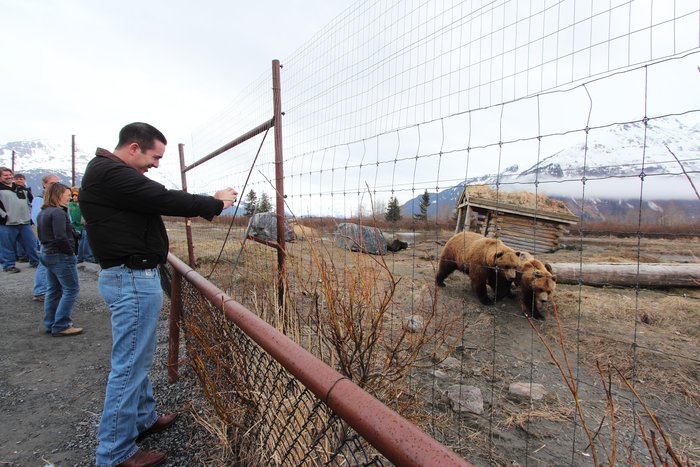 The <a href="http://www.alaskawildlife.org/">AWCC</a> is a major tourist destination, and also deeply involved in <a href="http://www.alaskawildlife.org/conservation/wood-bison-restoration-project/">restoring wood bison to Alaska</a>.