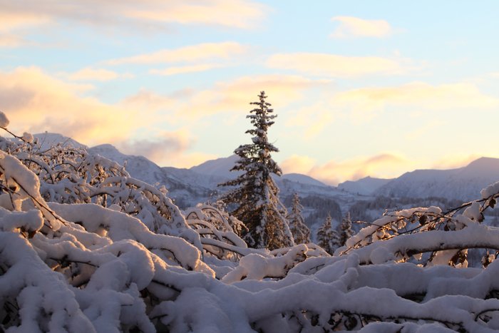 At this stage, alders are easy to see over, but even harder to move through than they are in the summer.