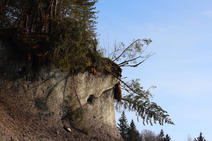 Growing on the top of an ice cliff at Sitkagi Lagoon, these trees are part of the forested edge of Malaspina Glacier.  Some trees in this doomed forest were 2 feet in diameter.