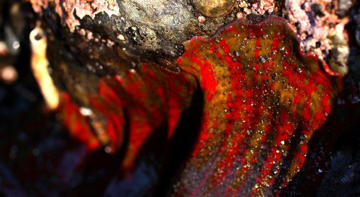 the drooping stalks of christmas anemones (Urticina crassicornis)