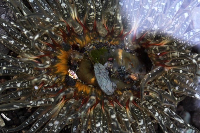 Their tentacles are nearly transparent, but marked with bright white bands and blotches