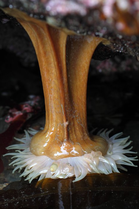 Don't know the name of this species.