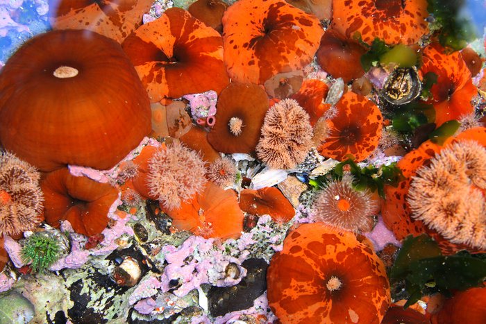 Anemones in a Southeast Alaska tidepool
