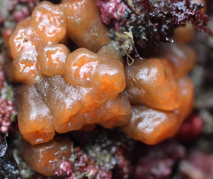 Orange tubes tunicate