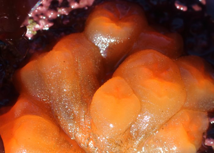 Orange tubes tunicate