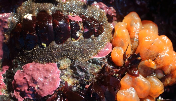 Orange tubes tunicate