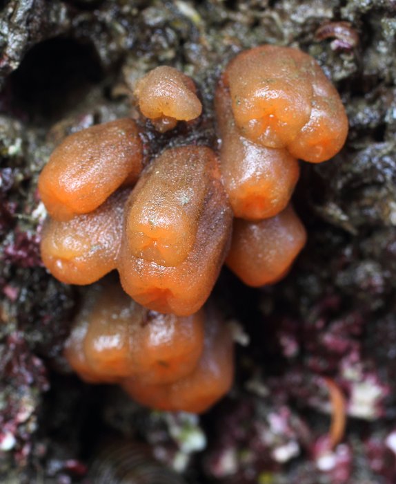 Orange tubes tunicate