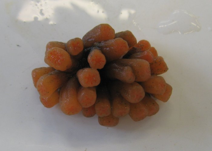 Orange tubes tunicate