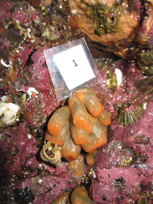 Orange tubes tunicate