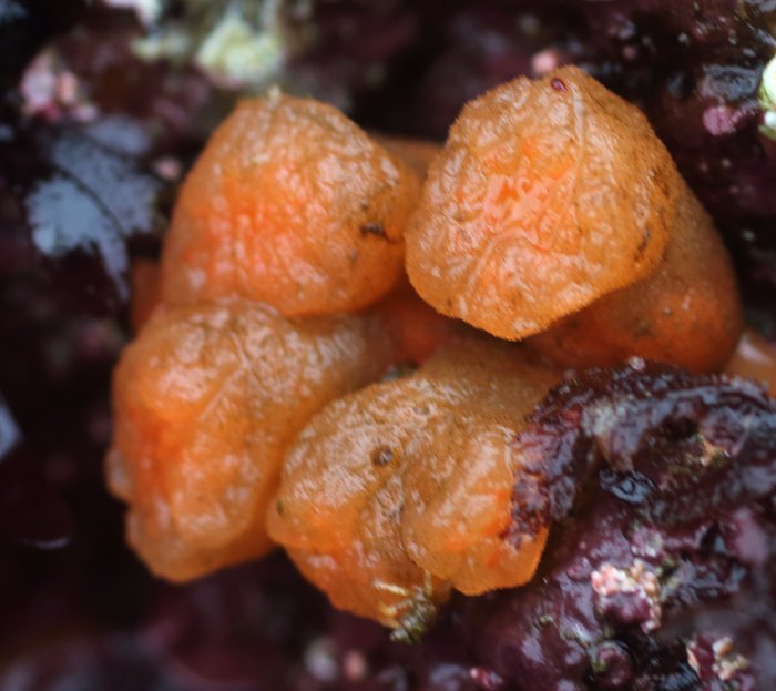 Orange tubes tunicate
