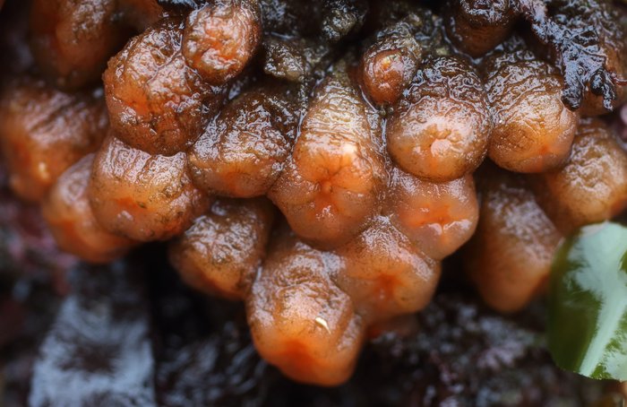 Orange tubes tunicate