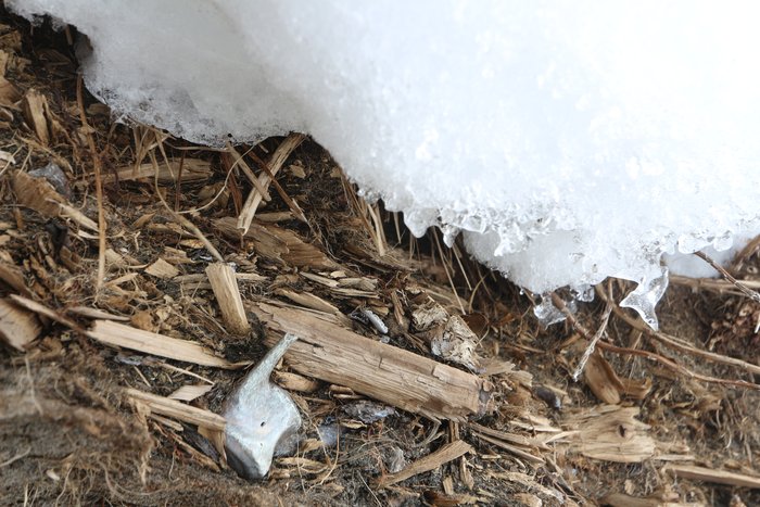 Wood chips and bones form a layer in this eroding dune.  The deposit likely post-dates contact, since the wood chips looked cut by a metal blade.  But it is old enough that no sign of whatever was built (a sod house?) remains on the surface - perhaps 150 years or so.