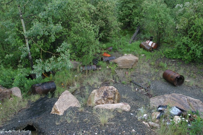 The biology of Alaska's State Flower is little understood, but most scientists believe they reproduce asexually, a process seen in action here off the edge of Alaska's highway 2.