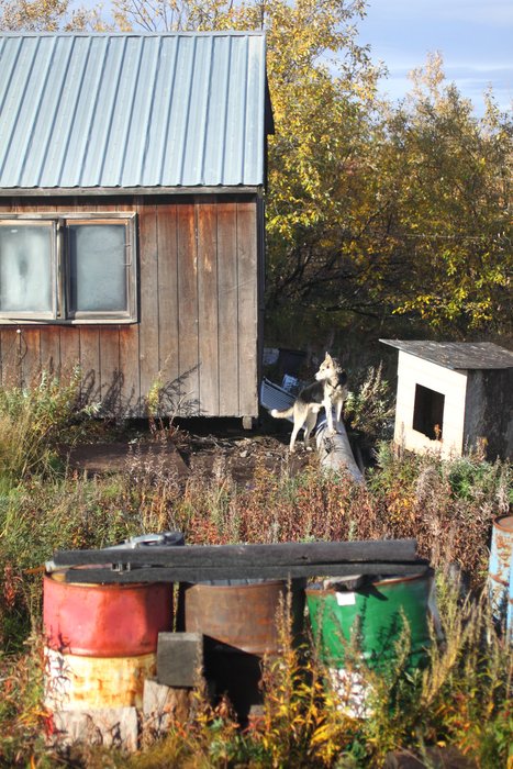 Sometimes Alaska's State Flower is cultivated as an ornamental.
