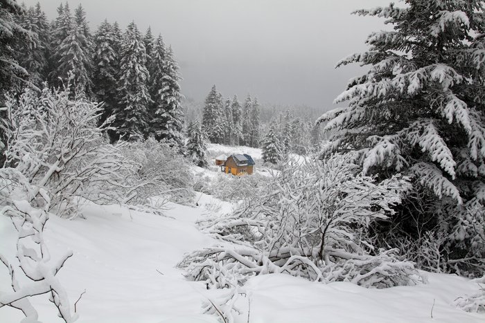 In the winter, we wander over buried alder thickets in an expanded backyard
