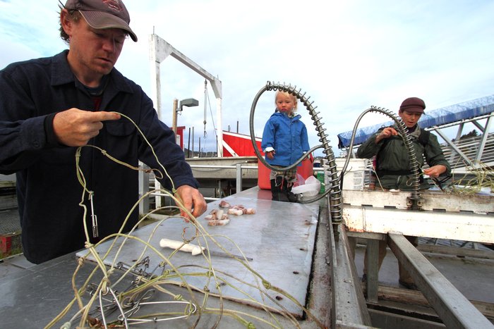 Alaskan herring being used for halibut bait