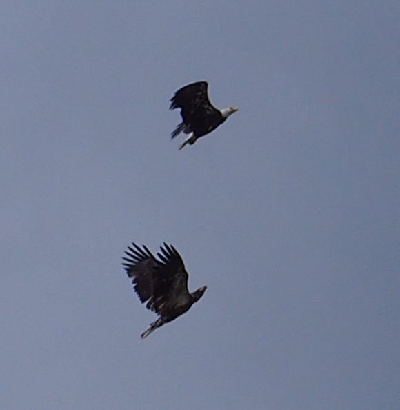 Bald Eagles