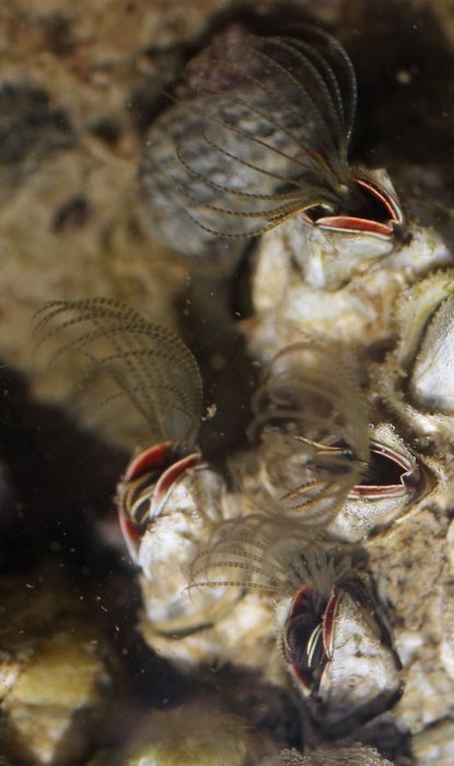 Barnacles feeding in the Seldovia Slough