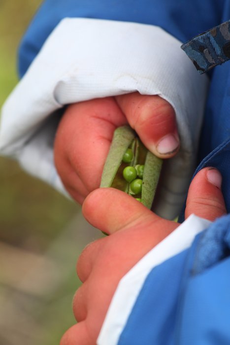 Small fingers pull out beach peas