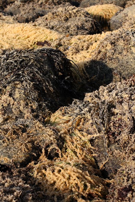 On the Sitka beaches in April, the abundance of herring eggs turned the whole shore blonds 