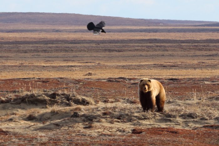 A raven pesters a bear that came too near its nest.  We noticed that the raven would fly closer to the bear than it would to us - I guess knowing that humans have ways of killing at a distance.