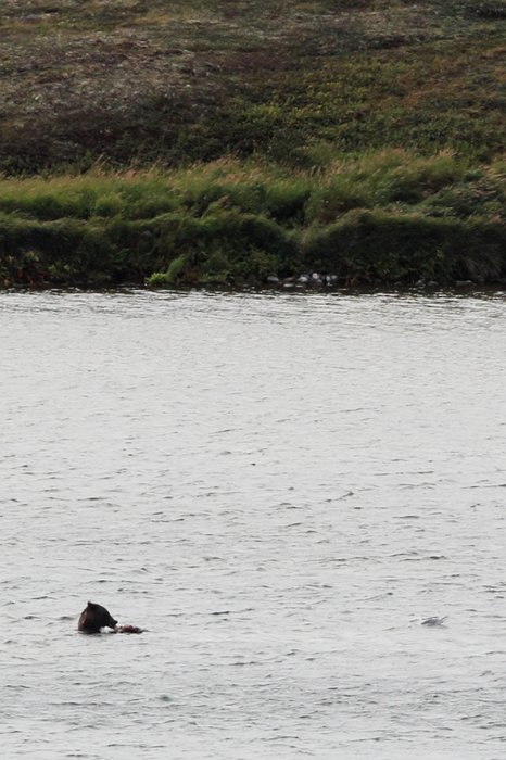 A bear hangs out in the middle of a kettle pond, catching fish.