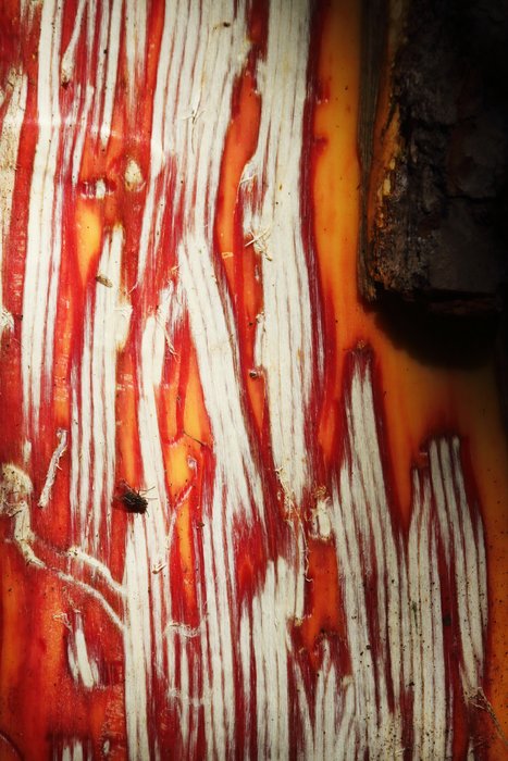 A bear recently peeled this cottonwood and scraped cambium from beneath the bark. 