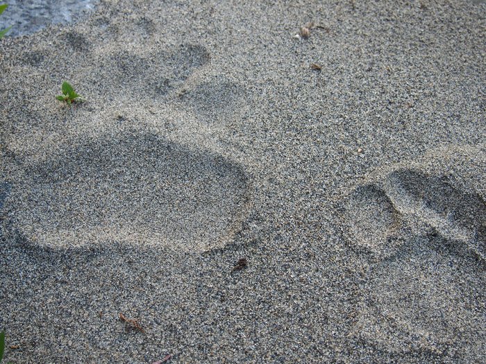 Bear paw print beside my toe print