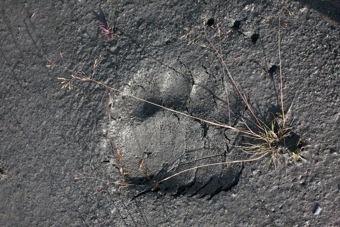 The print found in our campsite upon returning after the bear encounter