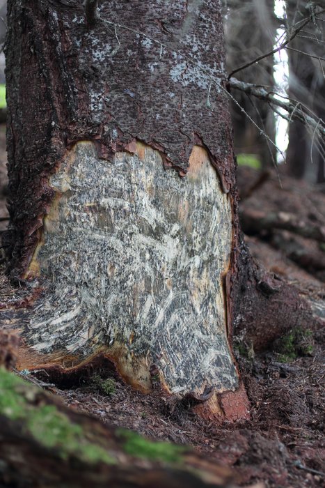 A bear tore the bark of this tree