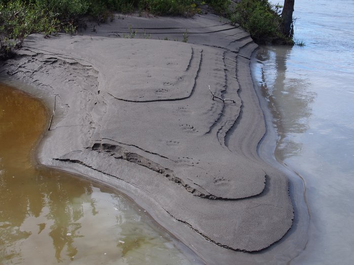 Bear tracks