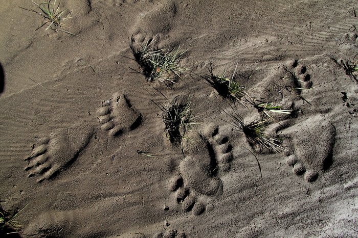 Soft mud like this can provide a nice summary of who's been around, and we often refer to it as a newspaper.  Here the story is pretty clear.