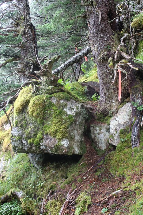 The bears figured out long ago the best way through here is to go up over these boulders.