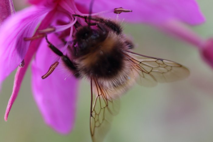Hunting bees with a macro lens is fun.