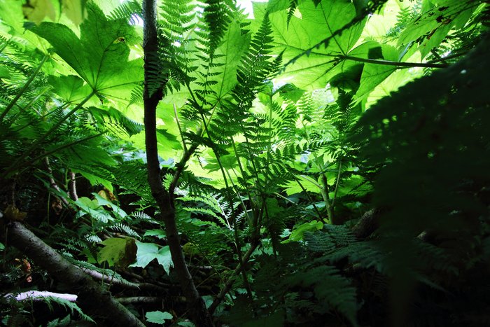 The sun seems so far away from the depths of the brush