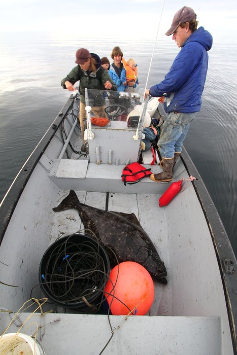 A large halibut caught as part of the rural Alaskan subsistence fishery