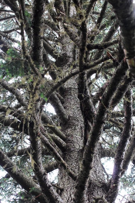 An old Sitka spruce sits in the middle of an expanding forest patch