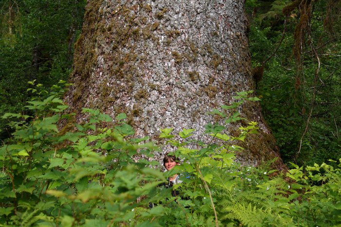 Prime logging material, if not for an inaccessible location