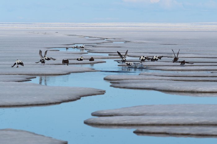 Birds return in the spring, congregating along cracks and open leads in the ice
