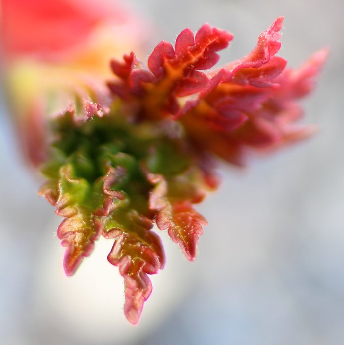 Most currants still have buds, but this one decided to chance opening its leaves.