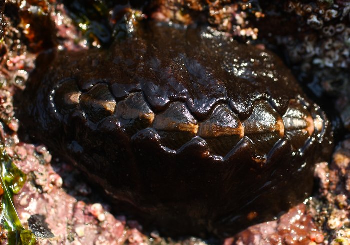  One of the most common species on the rocks here, and a keystone species in the local ecosystem..