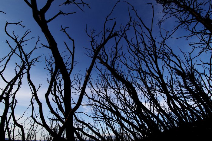 The fire ravaged forest had an aesthetic that seemed to clash with the cheery blue sky.