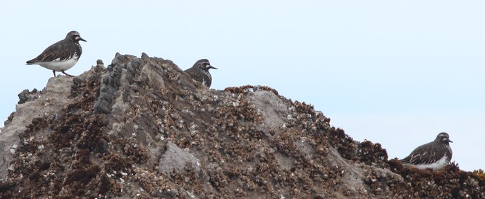 At Outside Beach, on its way to Western Alaska breeding grounds