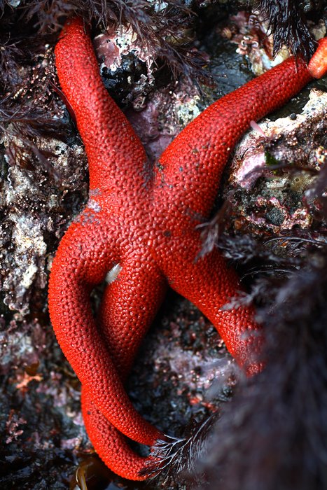 One of the most striking sea stars against dark grey rocks.